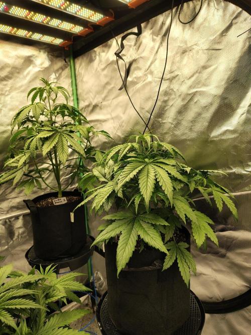 Goupy Banana. Week 3