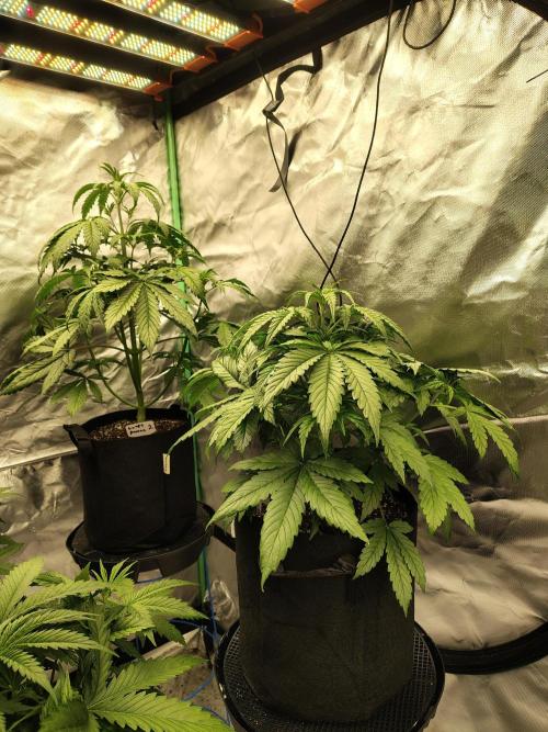 Goupy Banana. Week 3