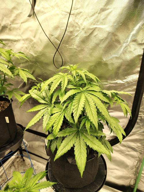 Goupy Banana. Week 3