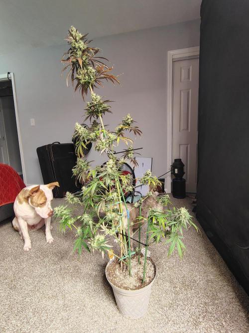 Sunset Sherbet. Week 12