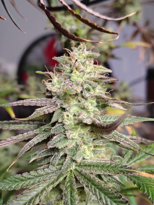 Sunset Sherbet. Week 12