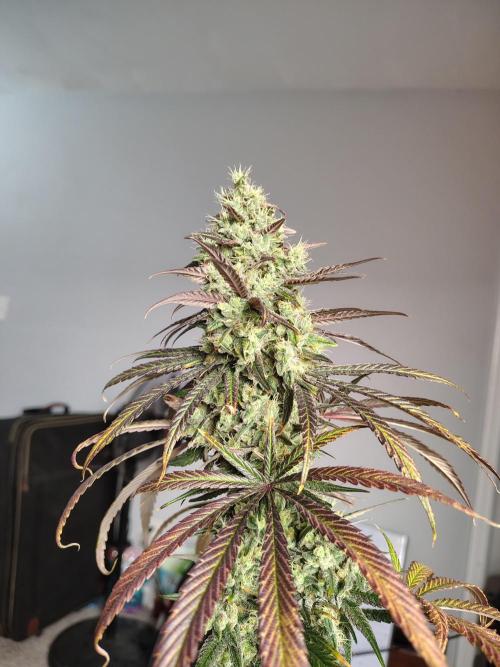 Sunset Sherbet. Week 12