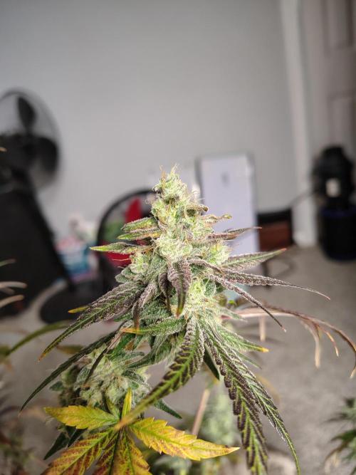 Sunset Sherbet. Week 12