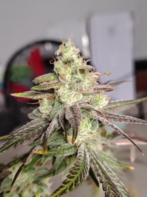 Sunset Sherbet. Week 12