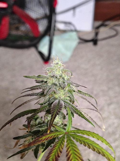 Sunset Sherbet. Week 12