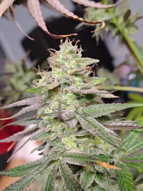 Sunset Sherbet. Week 12