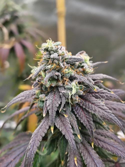 Sewer Fruit. Week 13