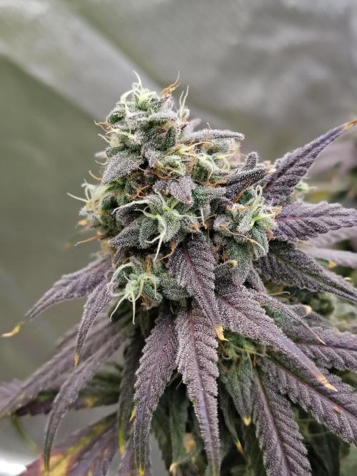 Sewer Fruit. Week 13