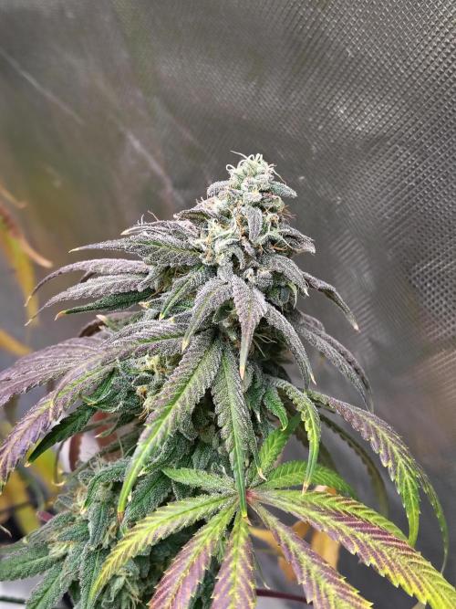 Sewer Fruit. Week 13