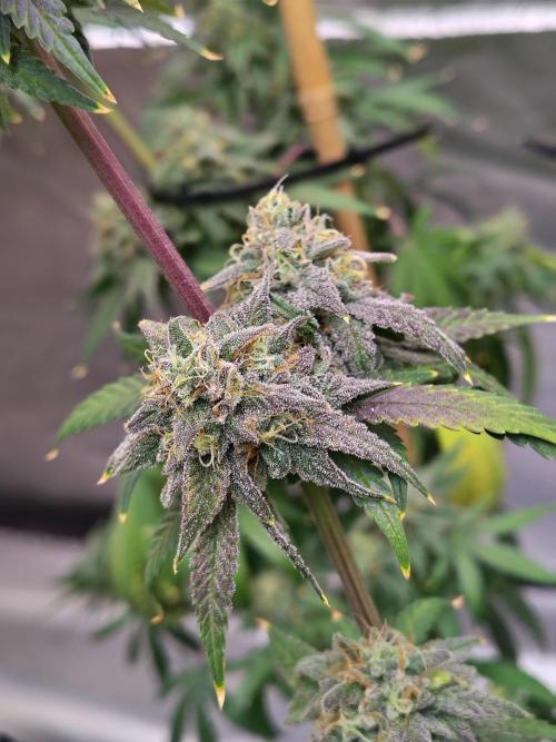 Sewer Fruit. Week 13