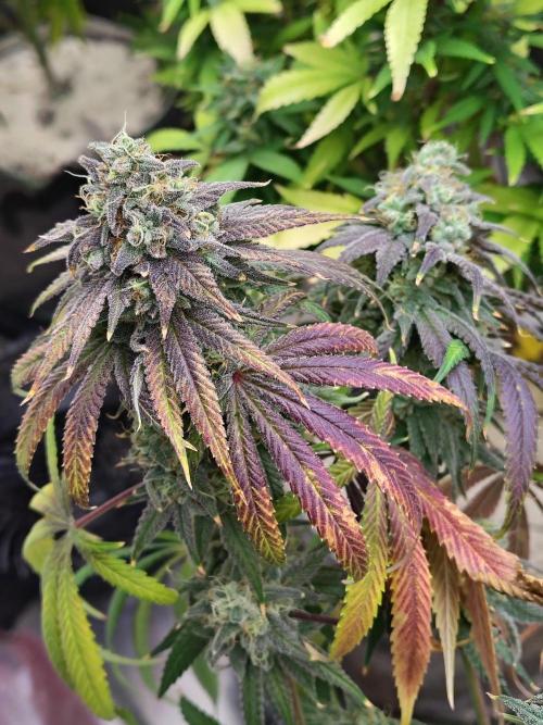 Sewer Fruit. Week 13