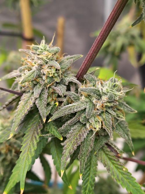 Sewer Fruit. Week 13