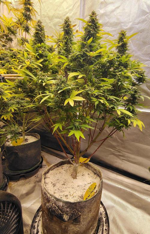 Alien Moonrocks. Week 18