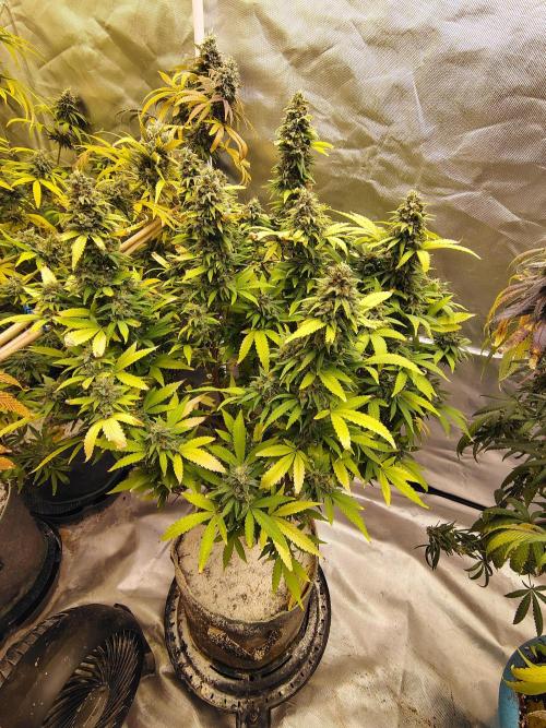 Alien Moonrocks. Week 18