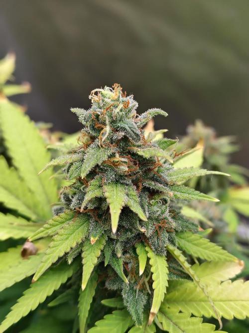 Alien Moonrocks. Week 18