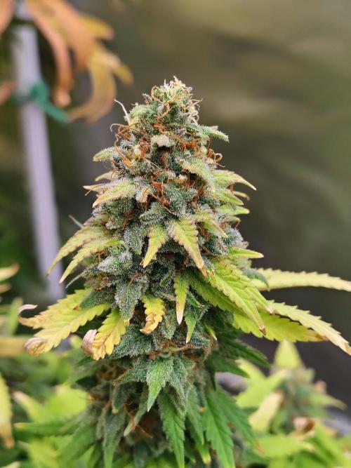 Alien Moonrocks. Week 18