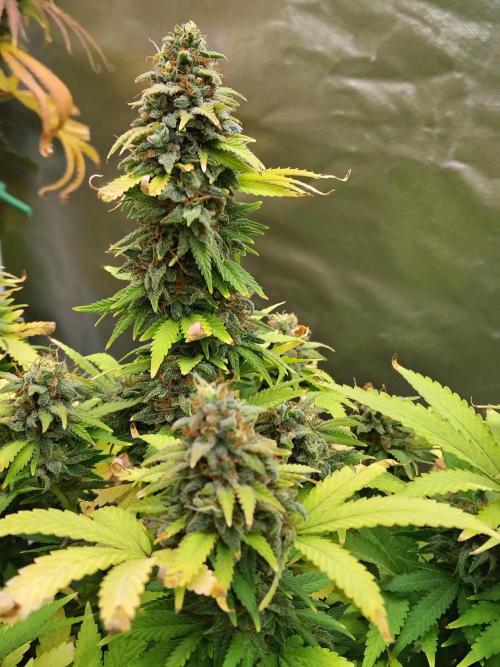 Alien Moonrocks. Week 18