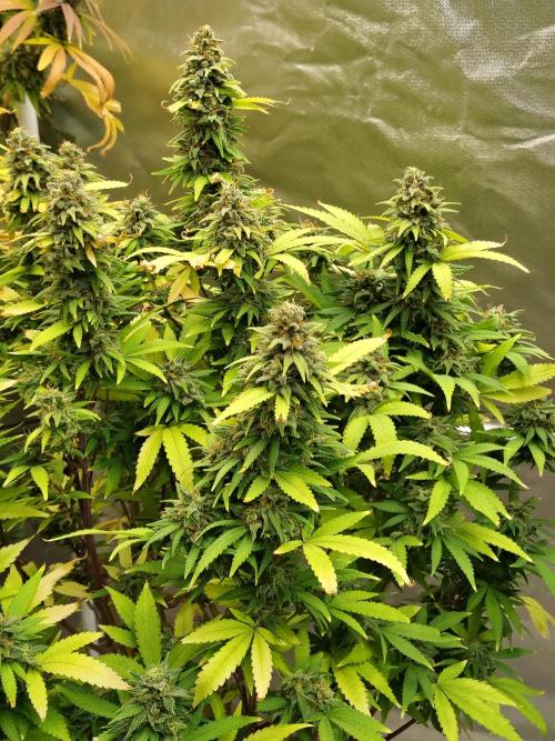 Alien Moonrocks. Week 18