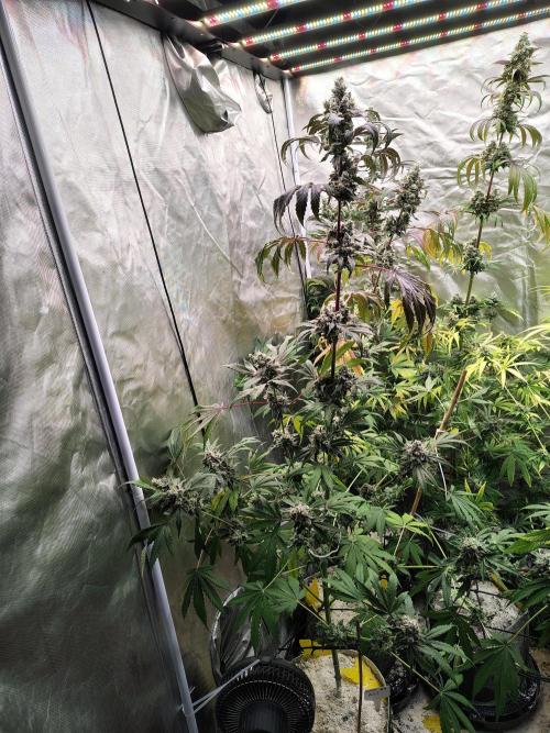 RS11 (Rainbow Sherbet). Week 12