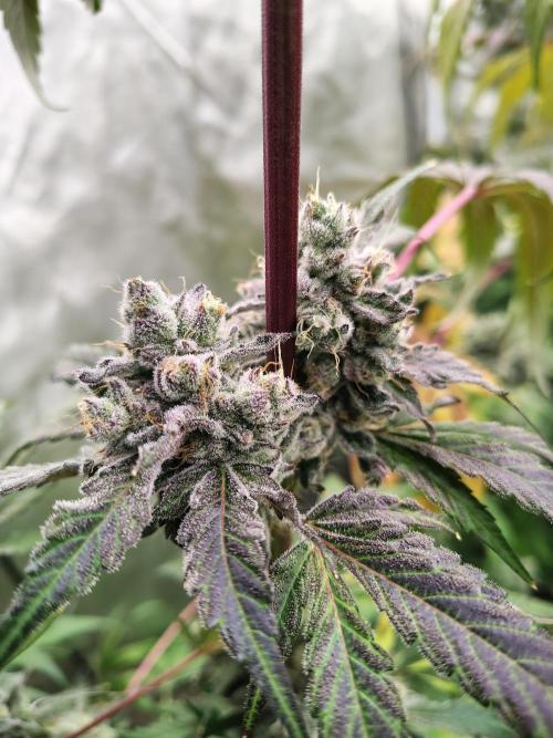 RS11 (Rainbow Sherbet). Week 12