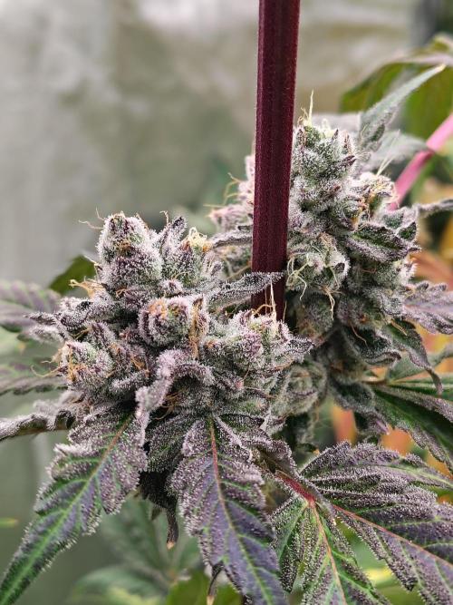 RS11 (Rainbow Sherbet). Week 12