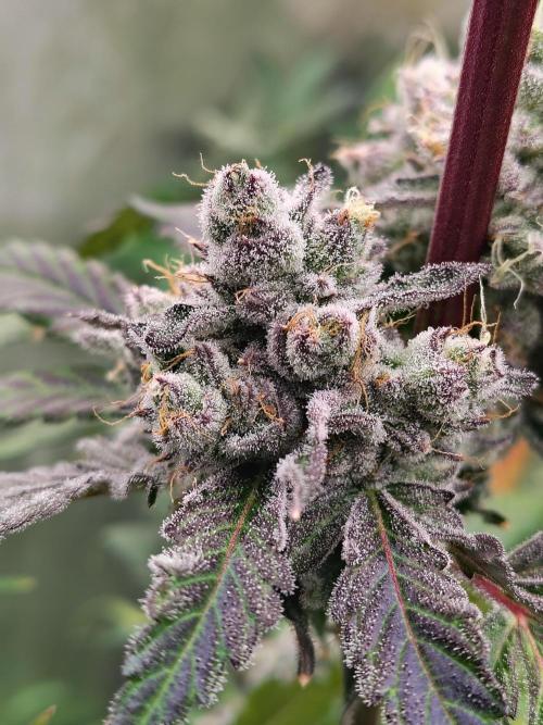 RS11 (Rainbow Sherbet). Week 12