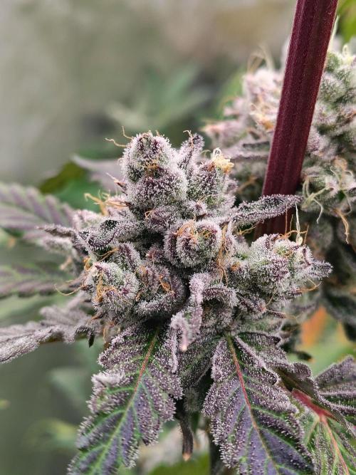 RS11 (Rainbow Sherbet). Week 12