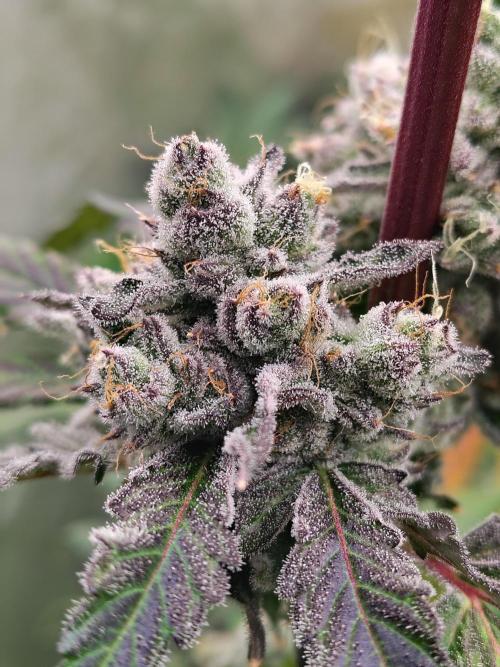 RS11 (Rainbow Sherbet). Week 12