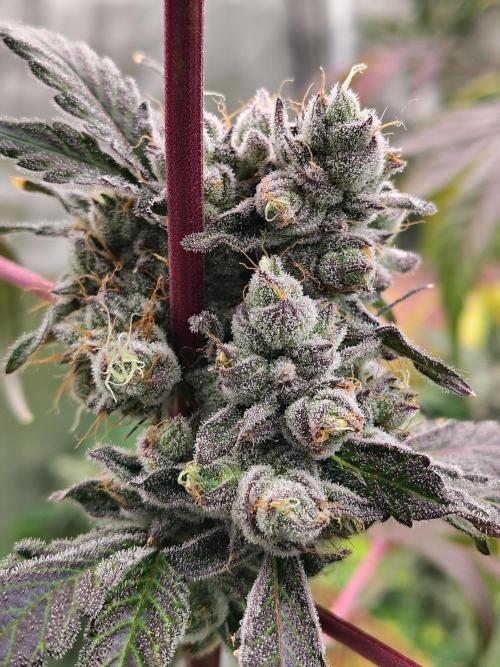 RS11 (Rainbow Sherbet). Week 12