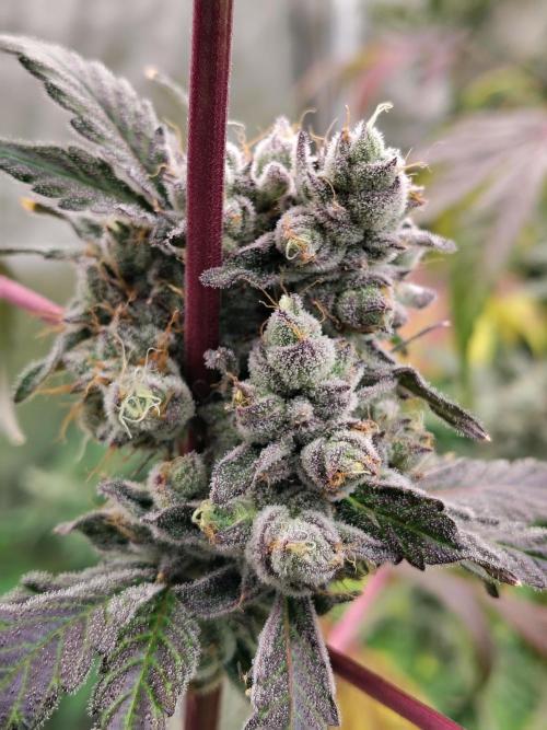 RS11 (Rainbow Sherbet). Week 12