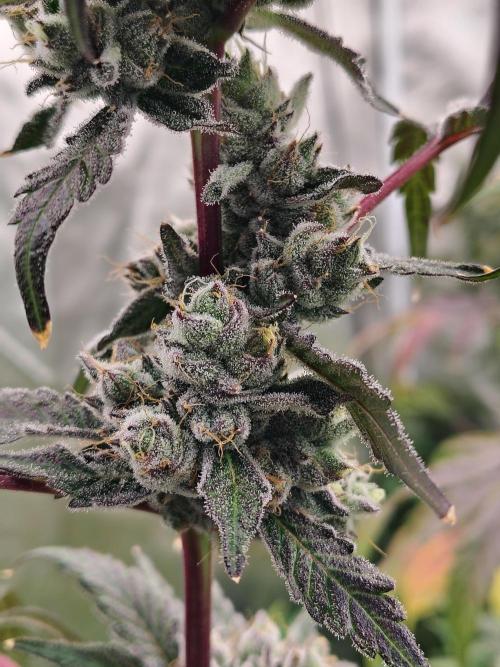 RS11 (Rainbow Sherbet). Week 12