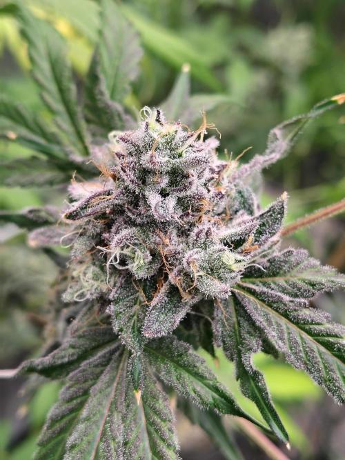 RS11 (Rainbow Sherbet). Week 12