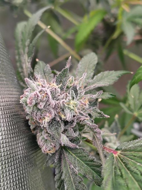 RS11 (Rainbow Sherbet). Week 12