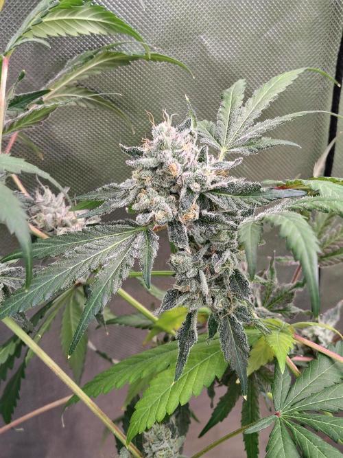 RS11 (Rainbow Sherbet). Week 12