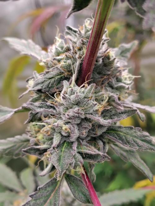 RS11 (Rainbow Sherbet). Week 12