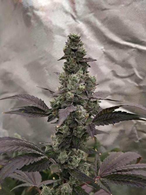 RS11 (Rainbow Sherbet). Week 12