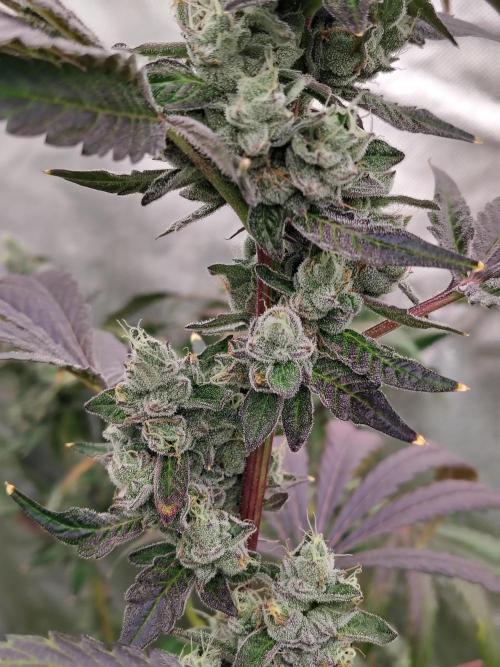 RS11 (Rainbow Sherbet). Week 12