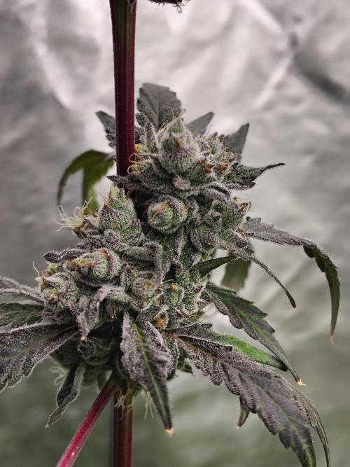 RS11 (Rainbow Sherbet). Week 12