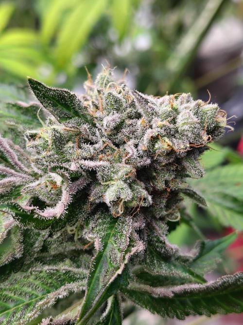 Mango Sherb S1. Week 12