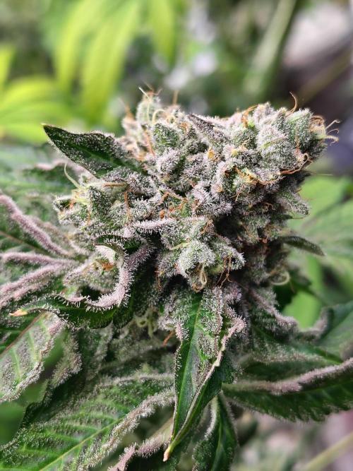 Mango Sherb S1. Week 12