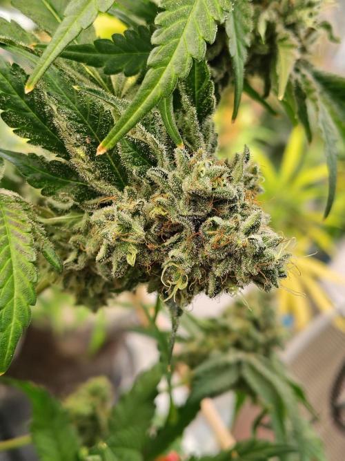 Mango Sherb S1. Week 12