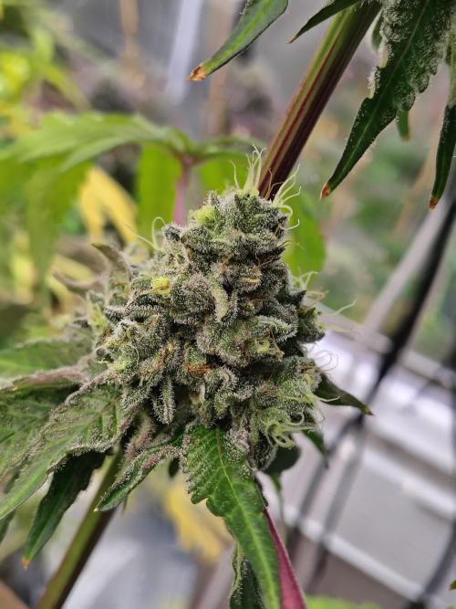 Mango Sherb S1. Week 12