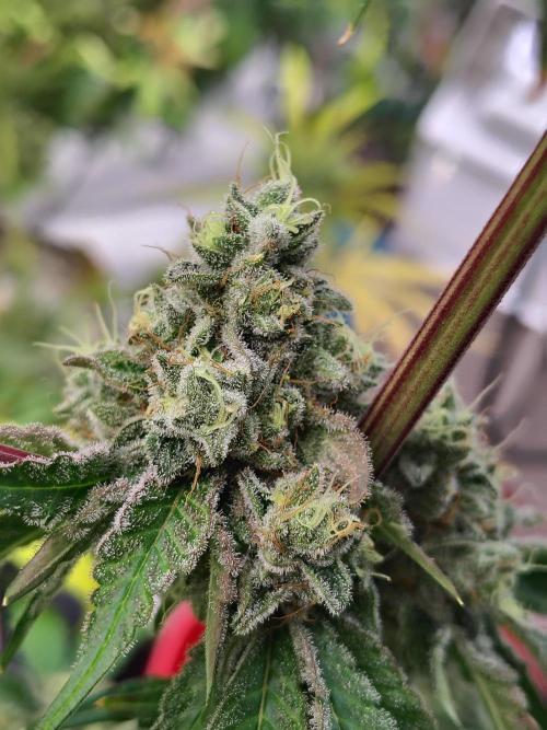 Mango Sherb S1. Week 12