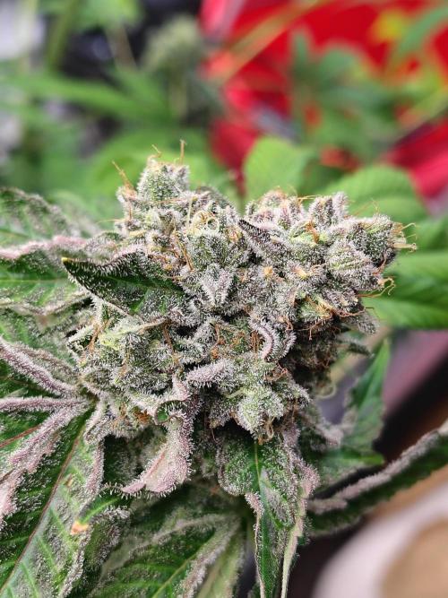 Mango Sherb S1. Week 12