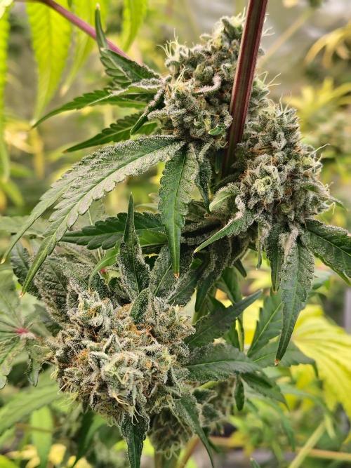 Mango Sherb S1. Week 12