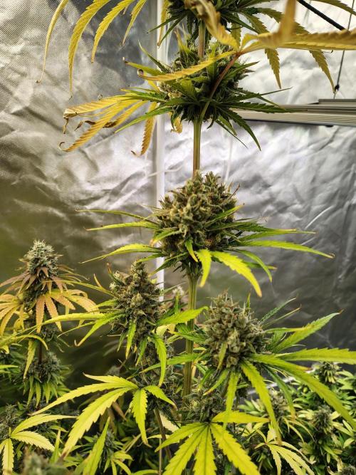 Sunset Sherbet Go Fast. Week 12