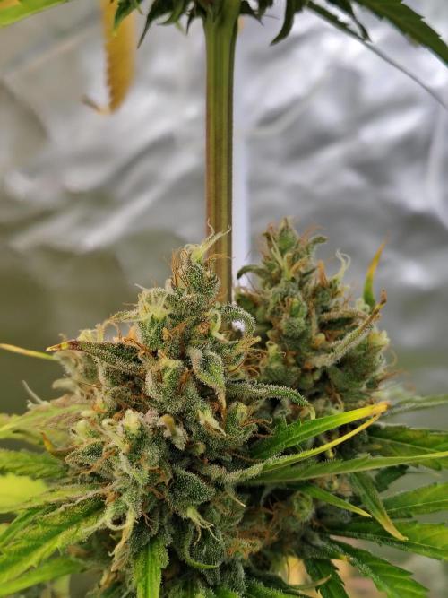 Sunset Sherbet Go Fast. Week 12