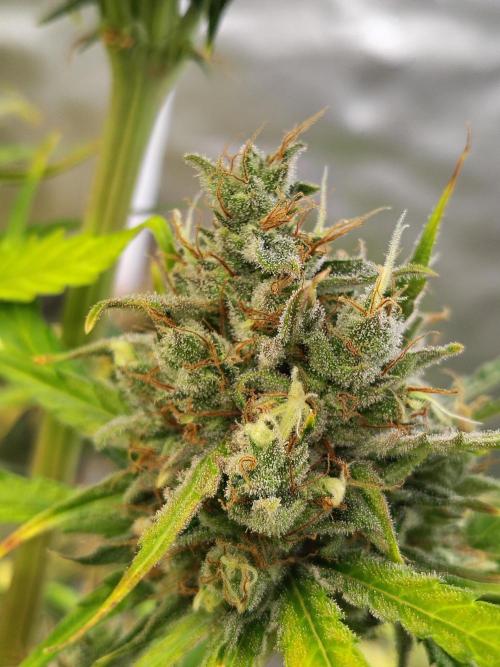 Sunset Sherbet Go Fast. Week 12