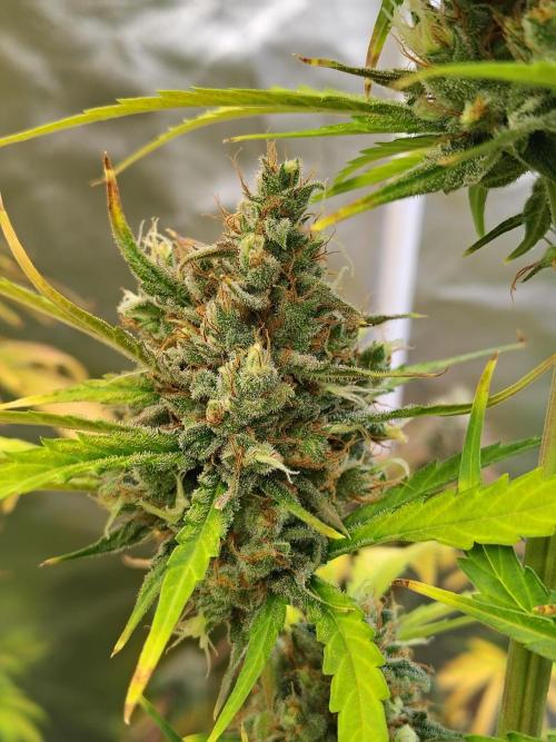 Sunset Sherbet Go Fast. Week 12