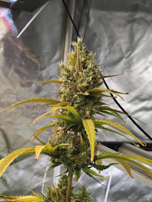 Sunset Sherbet Go Fast. Week 12